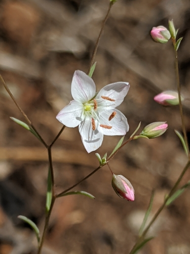 Image of Coast Range dwarf flax by no rights reserved