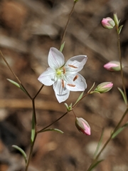 Hesperolinon disjunctum