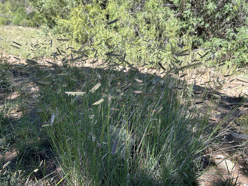 Bouteloua gracilis