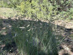 Bouteloua gracilis