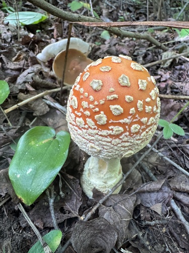 Fly Agaric