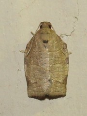 Choristoneura obsoletana