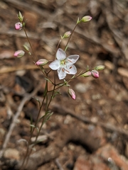 Hesperolinon disjunctum