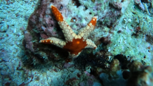 Tiled Sea Star