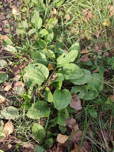 greater plantain