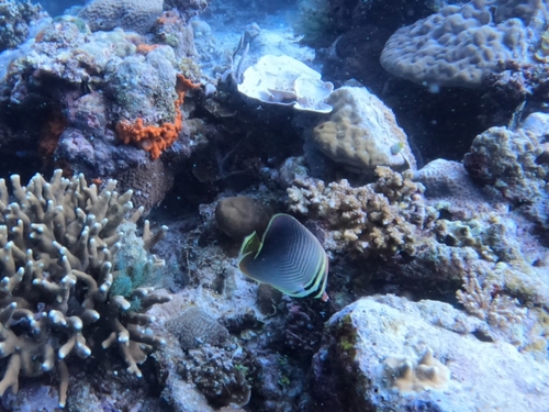 Eastern Triangle Butterflyfish