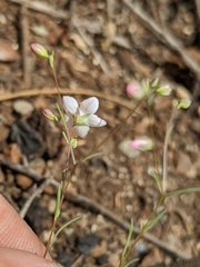 Hesperolinon disjunctum