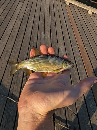 Golden Shiner