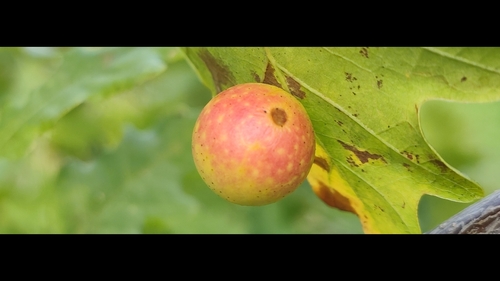 Cherry Gall Wasp