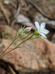 Hesperolinon disjunctum