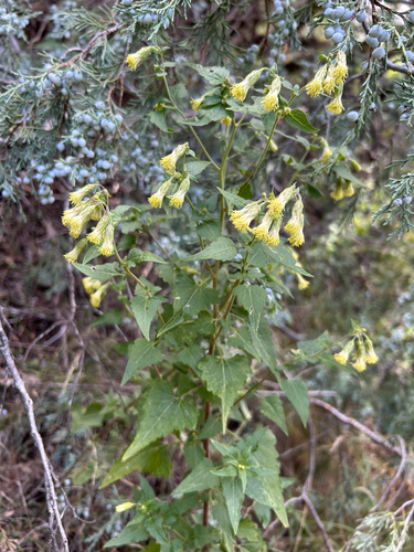 Brickellia grandiflora