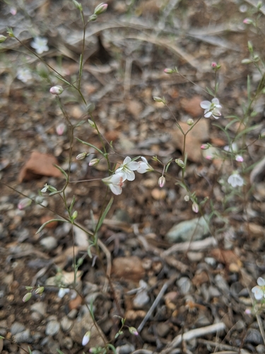 Image of Coast Range dwarf flax by no rights reserved