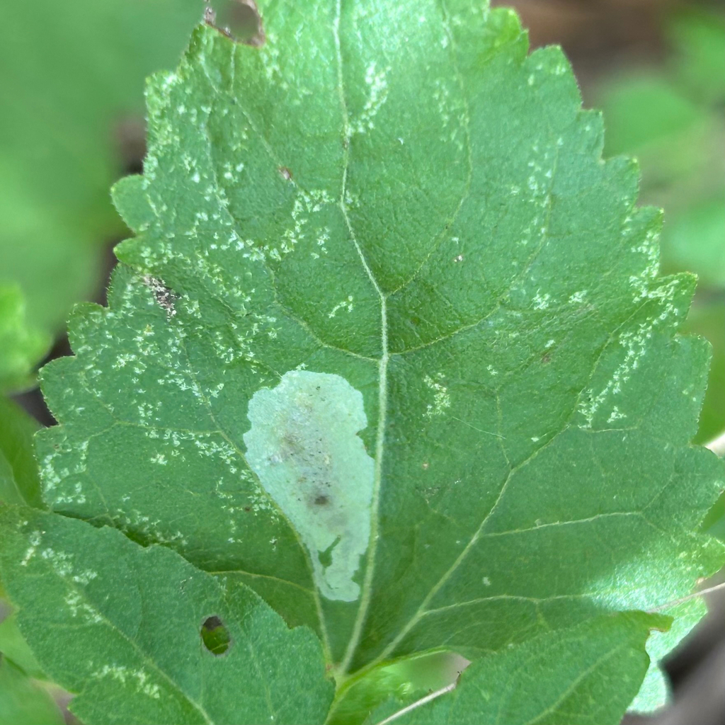 Calycomyza brickelliae