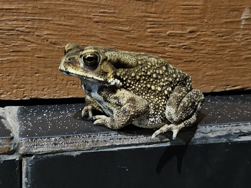 Asian Common Toad