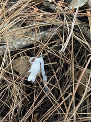 Monotropastrum humile glaberrimum