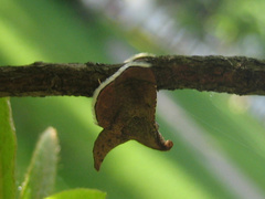 Endotricha theonalis