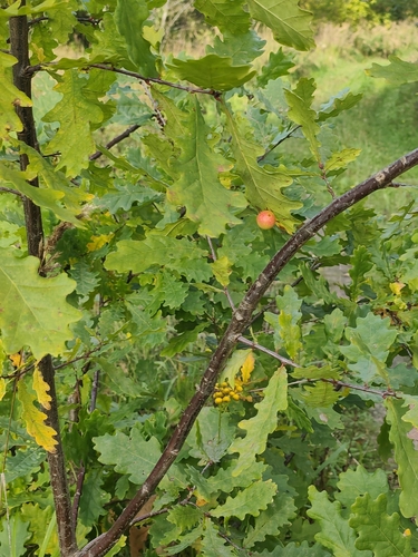 English oak