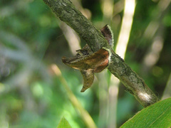 Endotricha theonalis