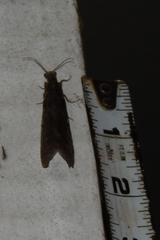 Chauliodes