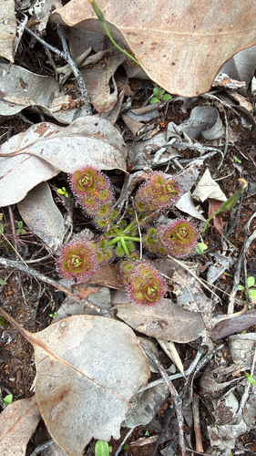 leafy sundew