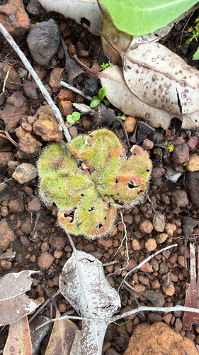 Drosera collina