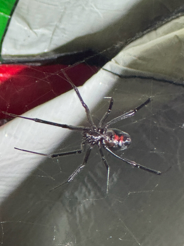 Western Black Widow