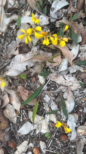 Lance-leaved Cassia