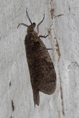 Chauliodes