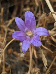 Brodiaea terrestris
