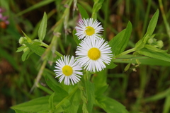 Erigeron philadelphicus