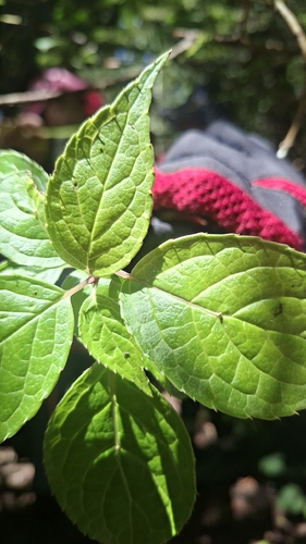 Helwingia japonica observed 2026-09-22