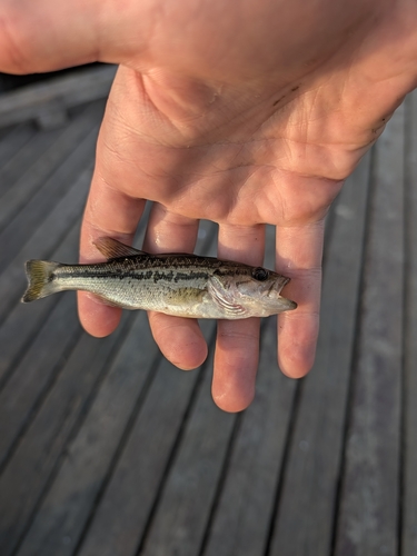 Largemouth Bass