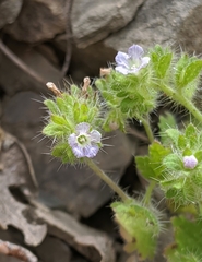 Phacelia rattanii
