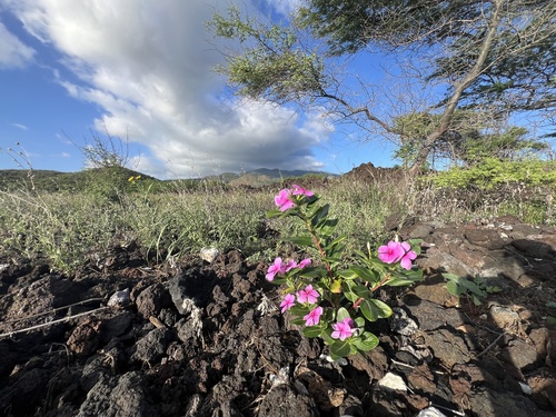 Catharanthus roseus observed 2026-09-19