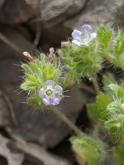 Phacelia rattanii