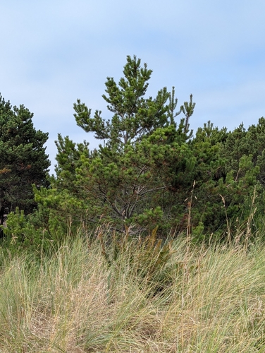 Pinus contorta, photograph 3