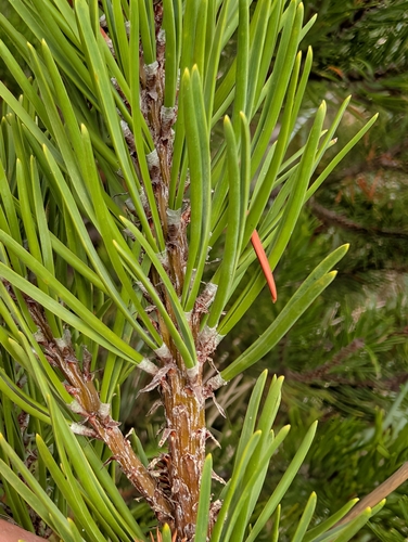 Pinus contorta, photograph 4