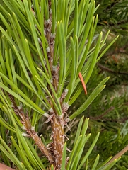 (c) John A Haskins, some rights reserved (CC BY) Pinus contorta, photograph (c) John A Haskins, some rights reserved (CC BY)