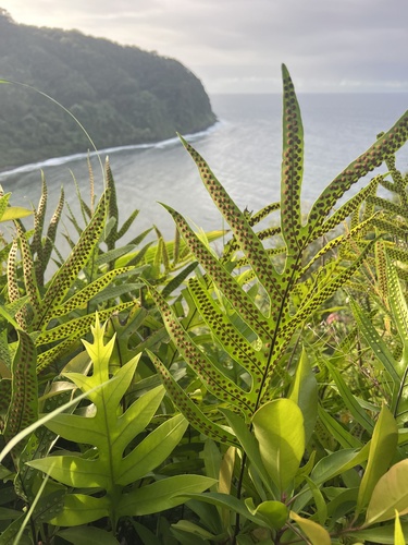 Microsorum grossum observed 2026-09-18