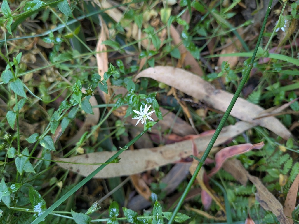 Stellaria flaccida; photograph (c) Zara, some rights reserved (CC BY)