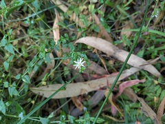 Stellaria flaccida