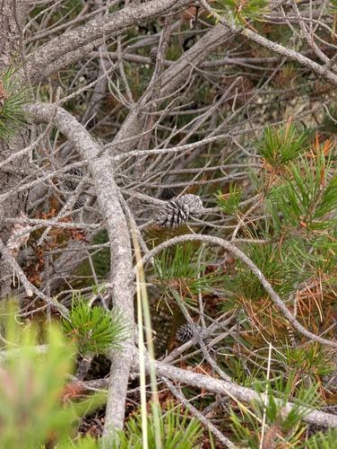 Pinus contorta, photograph 5