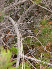 (c) John A Haskins, some rights reserved (CC BY) Pinus contorta, photograph (c) John A Haskins, some rights reserved (CC BY)