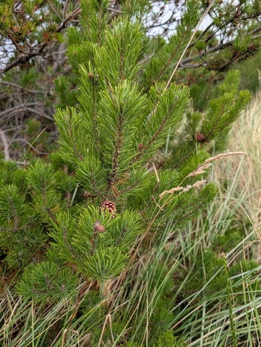 Pinus contorta, photograph 6