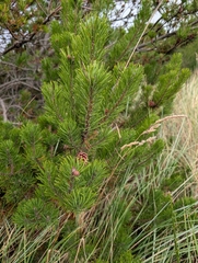 Pinus contorta, photograph (c) John A Haskins, some rights reserved (CC BY)
