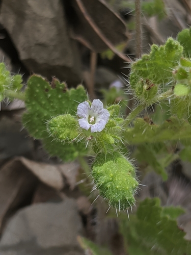Image of Phacelia rattanii by no rights reserved