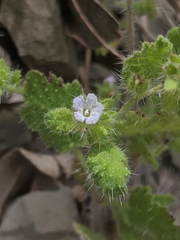 Phacelia rattanii