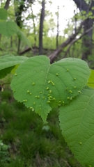 Tilia americana americana