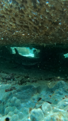 Whitetip Reef Shark