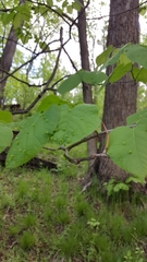 Tilia americana americana